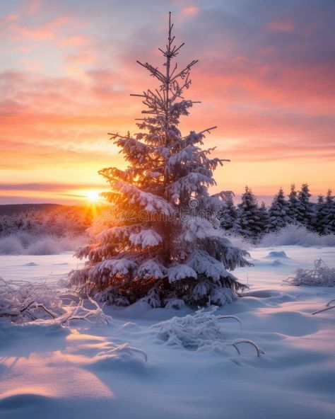 White Christmas sunset - stock concepts royalty free stock photography Christmas Sunset, Stock Photography Free, Cozy Christmas, White Christmas, Royalty, Royalty Free, Stock Images, Orange, White