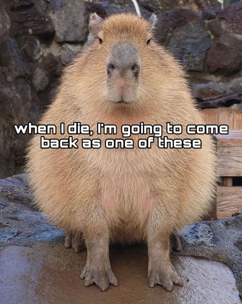 Cute Drawings Capybara, Capybara Profile Pic, Capybara Quotes, Capybara Slay, Slay Girlboss, Capybara Drawing, Pets Painting, Capybara Funny, Capybara Pet