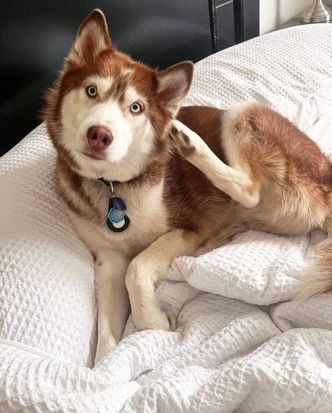 Husky Lover | Please don't move around without giving him some love | Facebook Orange Husky, Red Husky Puppies, Family Penthouse, Future Moodboard, Husky Red, Walle Y Eva, Red Siberian Husky, Red Husky, Dogs Aesthetic