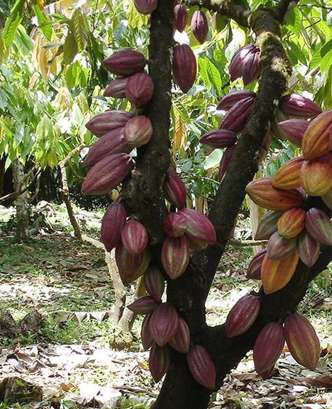 Cacao Móvil Gardening Tips, Fondant, Planting Flowers, Fruit, Plants, Flowers