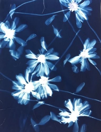 Blue Cyanotype, Ep Cover, Cyanotype Process, Theme Board, Botanical Theme, Hippie Wallpaper, Queen Annes Lace, Collage Artwork, Artist Statement