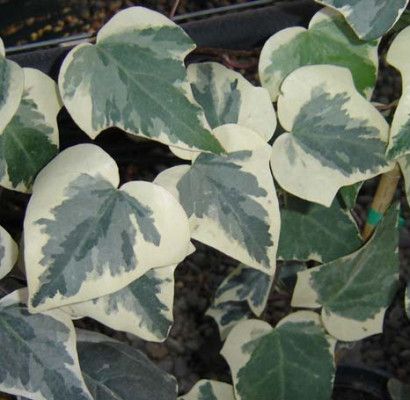 Algerian Ivy - Horticulture Unlimited Algerian Ivy, Ivy Houseplant, Arizona Plants, Planter Arrangements, Hedera Helix, Ivy Plants, Plant Guide, Plant Information, House Plant Care