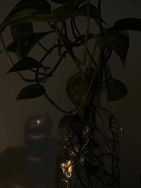 #dark #room #darkaesthetics #plants #plantsmakepeoplehappy Dark Room Plants Aesthetic, Dark Plant Aesthetic Room, Dark Green Plants Aesthetic, Plant Aesthetic Dark, Plants Dark Aesthetic, Dark Plant Aesthetic, Robyn Core, 13 Treasures, Xavier Aesthetic