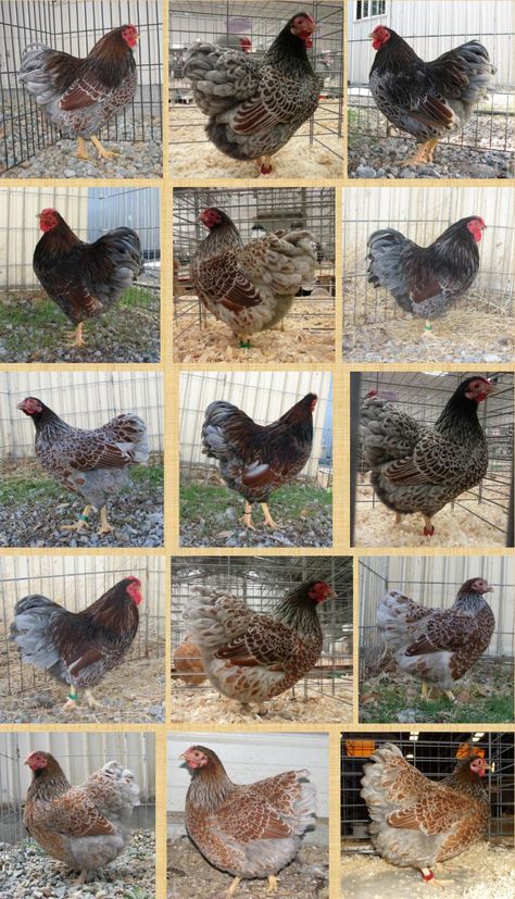 Blue Laced Red Wyandotte: Everything You Need To Know Blue Laced Red Wyandotte Rooster, Blue Laced Red Wyandotte Chicks, Blue Laced Wyandotte, Pretty Chickens, Wyandotte Hen, Blue Laced Red Wyandotte, Different Breeds Of Chickens, Chicken Rearing, Wyandotte Chicken