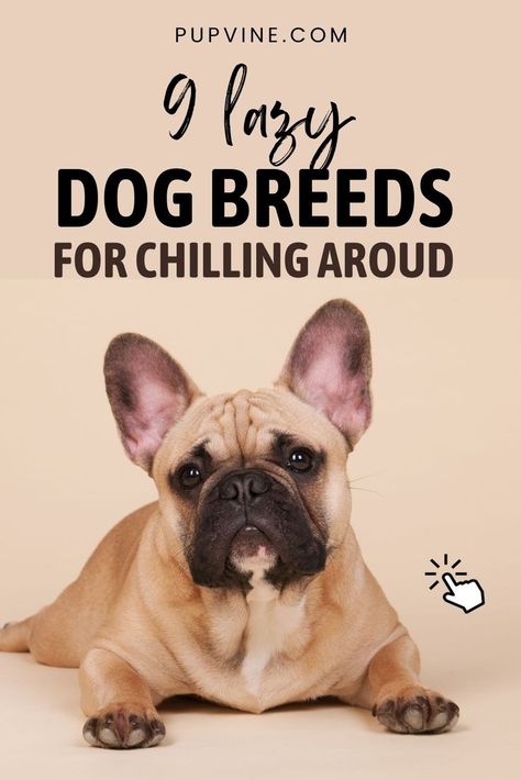 Are you wondering what lazy dog breeds there are? Read on to find out which are the world’s best chill dogs that know how to enjoy life. Lazy Dogs, Adoption Tips, Lazy Dog Breeds, How To Enjoy Life, Selective Breeding, Digestive Issues, Lazy People, Lazy Dog, It Goes On