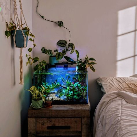 Slept in today 😴 #aesthetic #aquaticplants #aquascaping #aquarium #plants Bedroom Fish Tank Ideas, Aquarium Bedroom Aesthetic, Home Aquarium Aesthetic, Aquarium Bedroom, Aquascape Aquarium Ideas, Today Aesthetic, Fish Tank Home, Decorating My First Apartment, Aquarium Aesthetic