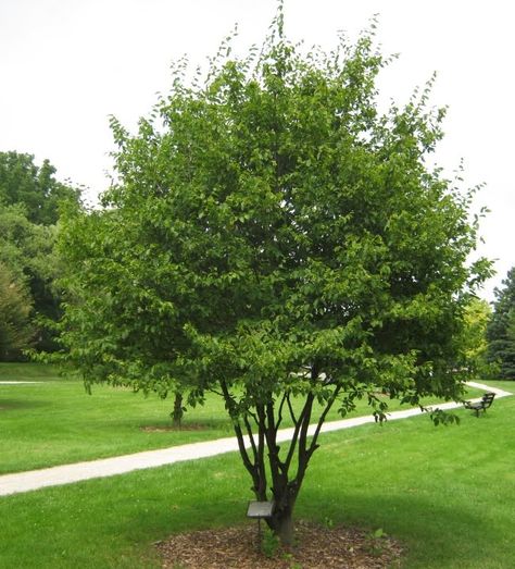 American Hornbeam (Carpinus caroliniana) Carpinus Caroliniana, Carpinus Betulus, Pond Landscaping, Old Trees, Clay Soil, Yard Design, Small Trees, Green Trees, Trees And Shrubs