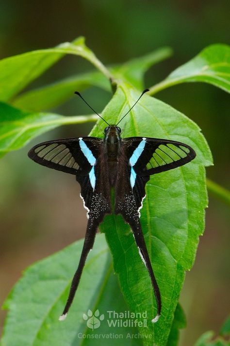 Green Dragontail Butterfly (Lamproptera meges) is the smallest of the species of Swallowtail Butterflies, but one of the few with wing transparency. Thailand Dragontail Butterfly, Kingfisher Bird, Butterfly Species, Wildlife Pictures, Cool Bugs, Butterfly Drawing, Rare Animals, Airbrush Art, Wildlife Photos