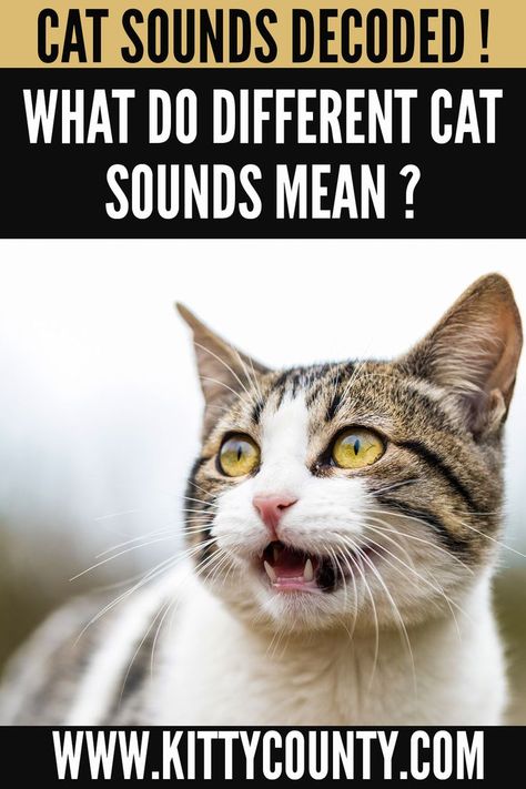 Cat Sounds Meaning, Kittens Care, Cat Sounds, Mean Cat, Cat Body, What Cat, Kitten Meowing, Kitten Care, Cat Whiskers