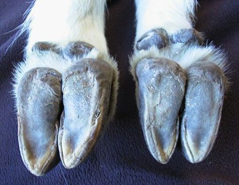 Sheep Hooves, Goat Hooves, Village Hut, Alpine Ibex, Mountain Goats, Conservation Biology, Roe Deer, Mountain Goat, Gay Art