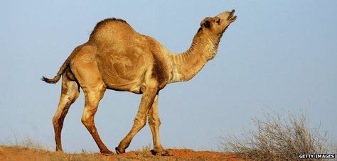 The numbers of wild camels in Australia has dropped by one quarter due to culling and drought.  Around 750,000 camels still roam the Outback My Humps, Black Eyed Peas, Camel Color, Bones Funny, Funny Cute, True Stories, Make Me Smile, I Laughed, Funny Animals