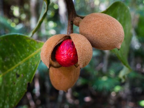 How To Grow Nutmeg, 2024 Diet, Nutmeg Tree, Backyard Orchard, Cashew Apple, Fruit Orchard, Seedlings Indoors, Nut Trees, Edible Gardening