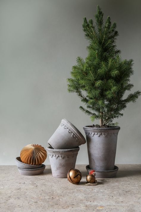 Let nature take the centrepiece and bring in branches, trees and classical Christmas blooms. Nesting a pine in a beautiful pot makes it shine like the top star, one of the simplest ways to transform the home for the festive Holiday season. A decorative tall grey KØBENHAVNER pot with a small pine. Bergs Potter inspires effortless ways to unleash the perfect homely holiday spirit. Check the Pinterest board: BERGS Christmas. Christmas DIY, Christmas decor, small Christmas tree. Christmas Tree In Planter Pot, Living Christmas Tree In A Pot, Potted Christmas Tree, Christmas Tree Pot, Live Potted Christmas Tree, Small Potted Christmas Tree, Christmaa Tree Pot, Small Xmas Tree, Small Pine Trees