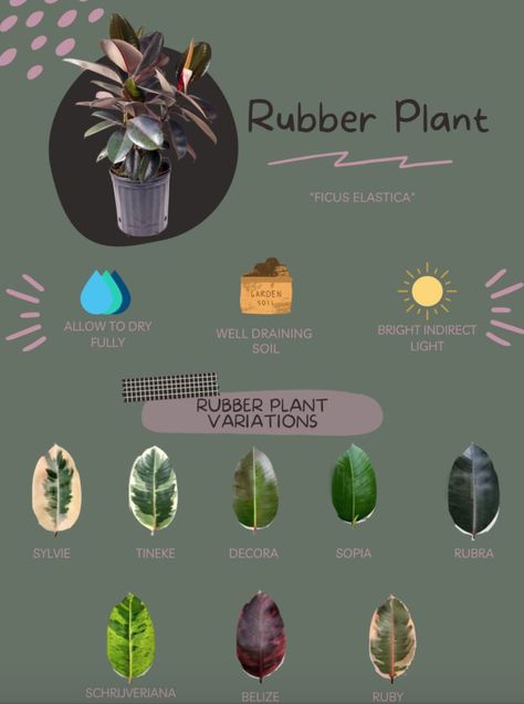 rubber plant Ruby Rubber Plant Care, Rubber Plant Tree, Rubber Plant Care Indoor, Rubber Leaf Plant, Types Of Rubber Plants, Ficus Plant Care, Rubber Plant Indoor Decor, Ficus Elastica Care, Ficus Elastica Propagation