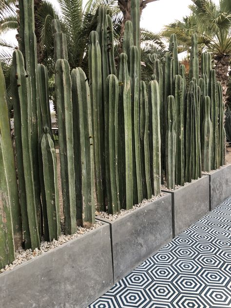 Concrete planter boxes for cactus plants and tiles Raised Cactus Garden Bed, Cactus Outdoor Garden, Cactus In Planter Outdoor, Cactus Backyard Ideas, Cactus Privacy Wall, Cactus Planter Box Outdoor, Cactus Planters Outdoor, Tall Cactus Outdoor, Cactus Patio Decor