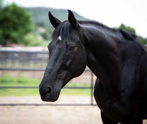 Black Thoroughbred Mare, Black Thoroughbred Horse, Black Thoroughbred, Sarah Stone, Crooked Kingdom, Ideal Life, Dream Horse, Writing Motivation, Thoroughbred Horse