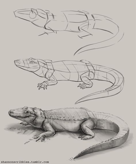 Alligator Drawing Reference, How To Draw Crocodile, Crocodile Sketch, Alligator Drawing, Crocodile Drawing, Alligators Art, Dinosaur Sketch, Animal Drawings Sketches, Nature Sketch