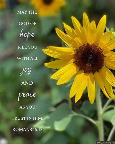 Romans 15:13 Scriptures, Romans 15:13, Romans 11 36, Romans 16 20, Sunflower Facts, Romans 13, Romans 15, Bible Verse Pictures, Floral Cards Design