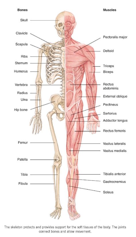 Muscular System Anatomy, Human Muscle Anatomy, Anatomy Bones, Nursing School Essential, Medical School Life, Family Doctor, Nursing School Motivation, Basic Anatomy And Physiology, Nursing Student Tips