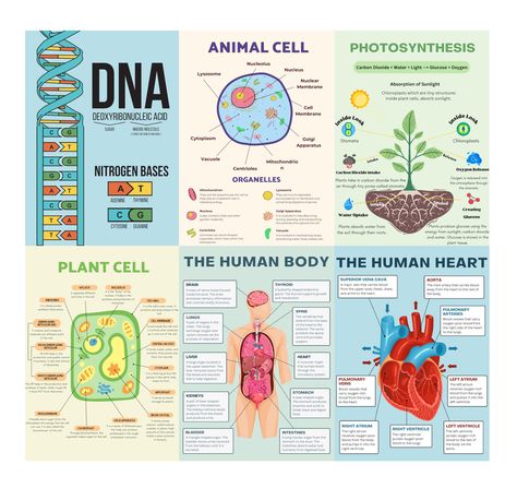 PRICES MAY VARY. EDUCATIONAL POSTERS CLASSROOM POSTERS - Enhance learning with 6 meticulously crafted 10x14 inch science posters featuring detailed diagrams and illustrations, facilitating easy comprehension of biology concepts. COMPREHENSIVE CONTENT - Covering essential biology topics, including cell structures, photosynthesis, and DNA, these science classroom must-have posters cater to diverse educational needs. VIBRANT VISUALS - Engage students with bold and vibrant science posters designed t Science Posters For Classroom, Biology Posters, High School Biology Classroom, Frog Life Cycle Craft, High School Earth Science, Classroom Middle School, Life Science Classroom, Science Classroom Decor, High School Science Classroom