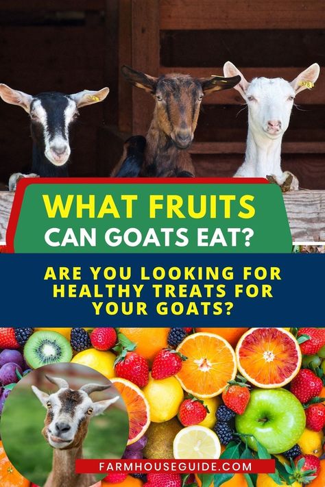 Goat Hoop House, Treats For Goats, What Do Goats Eat, Diy Goat Treats, What To Feed Goats, Goat Feeding Station, Goat Supplements, Goat Pasture, Goat Treats