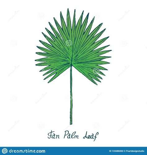 Fan Palm Leaf Arecaceae, Hand Drawn Doodle, Sketch Stock Vector - Illustration of sketch, natural: 133486060 Bismarck Palm, Fan Palm Leaf, Leaves Sketch, Fan Palm, Leaf Illustration, Color Illustration, Wall Paint Designs, Doodle Sketch, Simple Colors