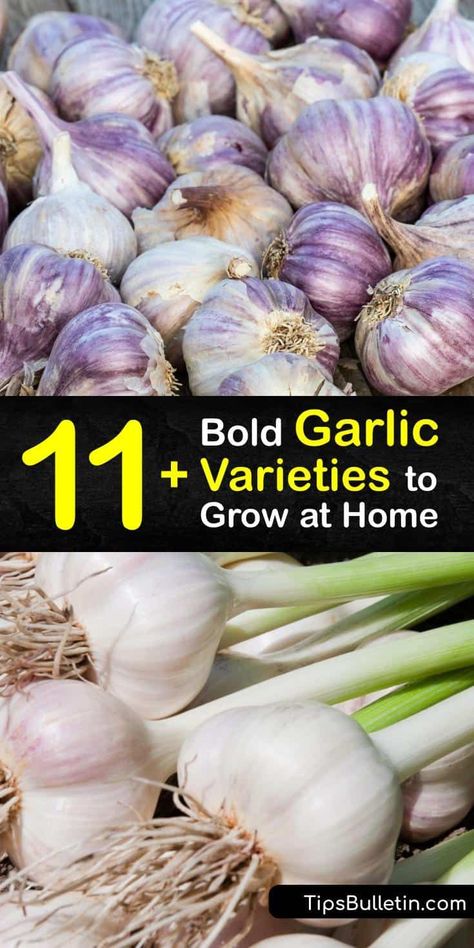 Open your mind to the endless garlic varieties that aren’t often found at the grocery store, including Silverskin, Creole, Rocambole, German, and Elephant garlic. Learn all there is to know about Allium sativum and the different flavor profiles you’ve never experienced. #types #garlic #varieties Garlic Varieties, Types Of Garlic, Elephant Garlic, Allium Sativum, Growing Vegetables Indoors, Hardneck Garlic, Chip Packaging, Preserving Herbs, Harvesting Herbs