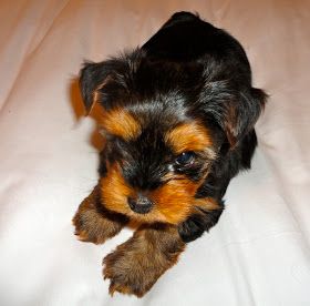 Courtney's AKC Yorkies: Yorkie Puppies 6 Weeks Old Yorkie Poo Puppies, Yorkie Puppies For Adoption, Teacup Yorkie Puppy, Yorkie Puppy For Sale, Yorkie Puppies, Yorkie Terrier, Teacup Yorkie, Yorkie Poo, Yorkie Dogs