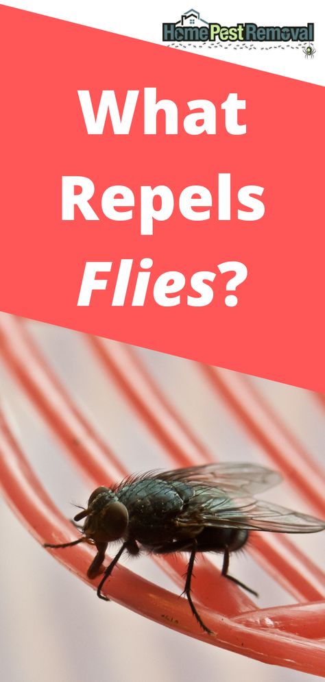 Fly Repellant Diy Outdoors Essential Oil, Keep Flies Out Of House, Diy Fly Repellent Indoor, Diy Fly Repellent Outdoor, How To Keep Flies Out Of Your House, How To Get Rid Of Flies Outside Patio, Natural Fly Repellent Outdoors, Flies In House Get Rid Of, How To Get Rid Of Flies