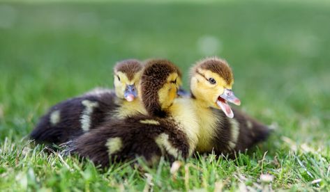 Rouen Duck, Types Of Feathers, Duck Breeds, Muscovy Duck, Arteries And Veins, Water Trough, Duck House, Too Cold, Winter Is Coming