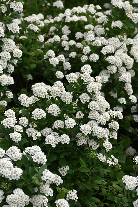 Birchleaf Spirea, Spirea Shrub, Low Maintenance Shrubs, Alpine Garden, Tiny White Flowers, Garden Shrubs, Moon Garden, White Gardens, Landscaping Plants