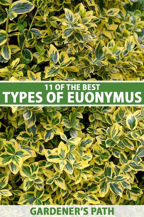 Struggling to pick out a Euonymus for your landscape? We’ve got you covered! In this guide, we cover popular species and what they have to offer. From ideal Zones to ornamental descriptions, you’ll learn the best picks for the garden. Discover 11 of the best Euonymus types now on Gardener's Path. #euonymus #gardenerspath Golden Euonymus, Clover Garden, Shrubs For Borders, Texas Landscaping, Diy Container Gardening, Shade Shrubs, Best Plants, Border Plants, Fast Growing Trees