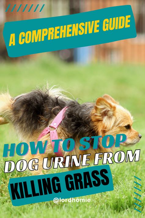 🐶 Protect Your Lawn: Learn How to Stop Dog Urine from Killing Grass Naturally! 🌱🐾 Discover natural solutions for preventing dog urine from damaging your lawn and keep it looking lush and healthy. Check out the link in bio for a complete guide! 📝 #DogUrineSolutions #LawnCare #PetFriendlyGarden #GardeningTips #HomeMaintenance #NaturalRemedies #GreenLawn #GrassProtection #GardenLife #LawnMaintenance #LandscapingTips #PetOwners #LushLawn #GreenThumb #EcoFriendlyGardening #DogLovers Grass Species, Dog Urine, Eco Friendly Garden, Lush Lawn, Dog Rocks, Healthy Lawn, Dog Pee, Lawn Maintenance, Soil Health