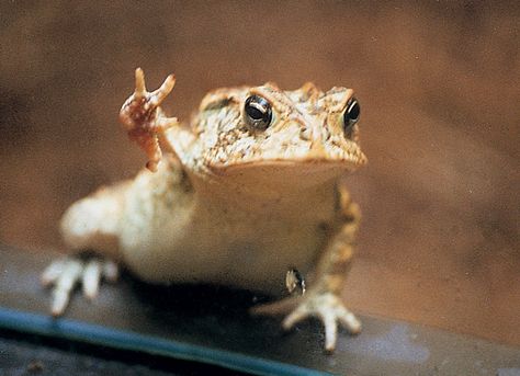 cute toads | Toad | Funniest New Images-Pictures | Funny And Cute Animals Peace Frog, Frog Pictures, Funny Frogs, Animale Rare, Funny New, A Frog, 웃긴 사진, Frog And Toad, Cute Frogs