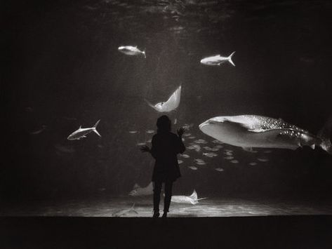 J Lambert film photography. Japan aquarium black and white medium format film photograph Black And White Photo Wall, Japanese Photography, Diane Arbus, Cindy Sherman, Alfred Stieglitz, 35mm Photography, Film Photography 35mm, Bw Photography, Richard Avedon