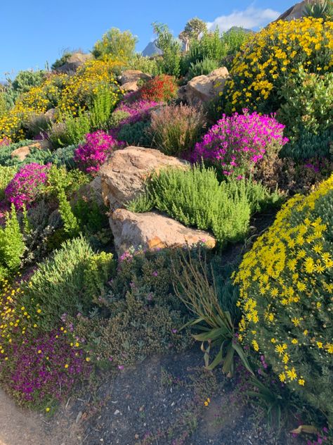 Western Cape Garden Ideas, Fynbos Garden Ideas, Fynbos Garden Landscaping South Africa, Fynbos Art, Fynbos Garden, Indigenous Garden, Flower Planting Guide, Western Garden, Succulent Garden Landscape