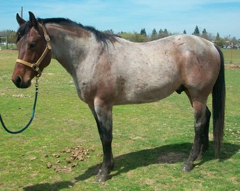 Bay roan RW CHICKEN TALK Blue Roan Horse, Roan Horse, Aqha Horses, Horse Coat Colors, Paint Horses, Horse Colors, Quarter Horses, Blue Roan, Andalusian Horse