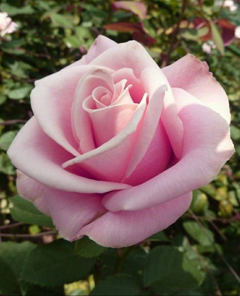 Rose Reference, Rose Flower Tattoos, Rose Flower Photos, Flower Identification, Rose Flower Pictures, Beautiful Pink Roses, Roses Drawing, The Secret Garden, Rose Photos