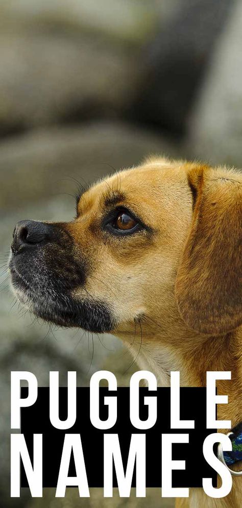 Puggle Names – Find The Perfect Name For Your Cute Cross Cross Photos, Puggle Puppies, Names Dog, Puggle Dogs, Dog Images Hd, Puppies Pictures, Best Dog Names, Images Cartoon, Shitzu Puppies