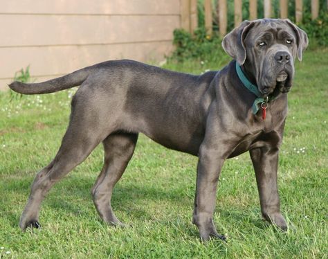 Así es el comportamiento del perro fila brasileño Extra Large Dog Breeds, Italian Dogs, Neapolitan Mastiff, Mastiff Breeds, Best Guard Dogs, Neapolitan Mastiffs, Giant Dog Breeds, Expensive Dogs, Mastiff Puppies