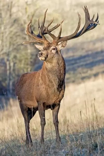 Monarch Of The Glen, Red Deer Stag, Deer Photography, Red Stag, Animal Tattoo Ideas, Deer Photos, Wild Animals Pictures, Deer Stags, Red Deer