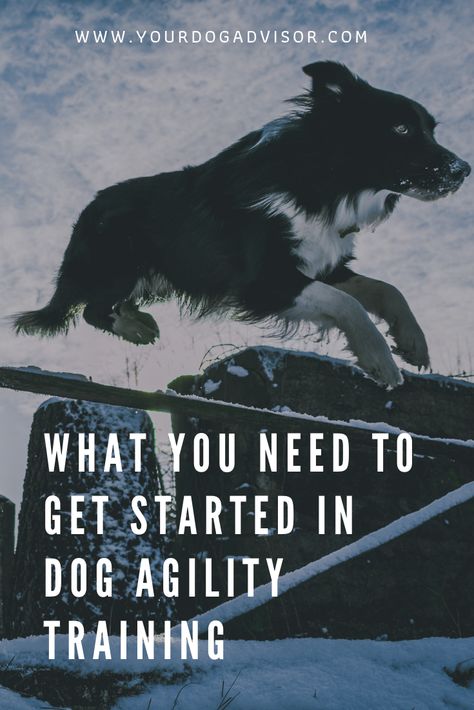 Dog Agility Course Design, Diy Dog Agility Course, Dog Agility Diy, Dog Agility Course Diy, Dog Agility Training, Dog Agility Course, Dog Kennel Designs, Agility Training For Dogs, Dog Yard