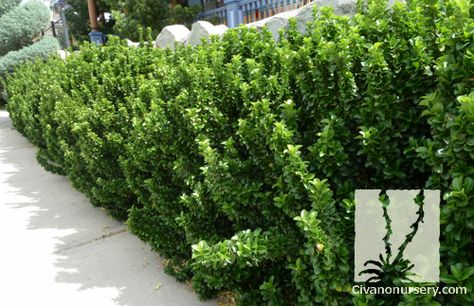 euonymus hedge - Google Search Euonymus Japonicus, Courtyard Landscaping, Garden Hedges, Backyard Plants, Landscape Plants, Garden On A Hill, Planting Plan, Exterior Makeover, Evergreen Plants