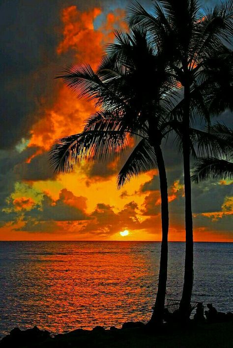 The Ocean, Palm Trees, The Sun, Trees, Sun