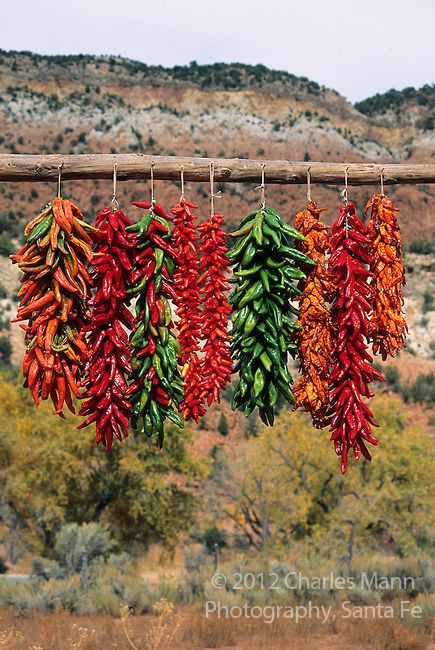 Colorful chile ristras hang out to dry in the autumn sun of New Mexico photo by Charles Mann Dried Chillies Hanging, Hanging Chili Peppers, Hanging Peppers To Dry, Hanging Chillies, Chili Ristra, New Mexico Christmas, Chile Ristra, Mexican Ingredients, New Mexico Art