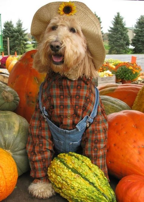 Abbi the Scarecrow !! Goldendoodle Halloween, Dog Accesories, The Scarecrow, Doodle Mom, Australian Labradoodle, Mini Goldendoodle, Golden Doodle, Cute Cats And Dogs, Labradoodle