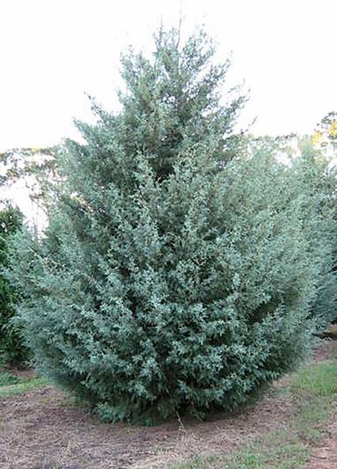 Arizona Cypress, Nursery Trees, Colorful Landscaping, Louisiana Christmas, Landscape Ideas Front Yard Curb Appeal, Tree Types, Texas Landscaping, Blue Cypress, Arizona Backyard