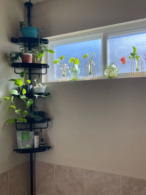 Using a tension shower corner shelf to make cat friendly plant shelves! Cat Friendly Plants, Shower Corner Shelf, Toilet Shelf, Corner Toilet, Plant Corner, Toilet Shelves, Tension Rod, Shower Rod, Corner Shelf