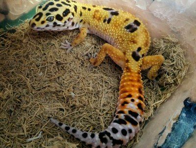 How to Create a Humid Hide For a Leopard Gecko? - Care Guides For Pet Lizards Leopard Gecko Moist Hide, Leopard Gecko Humid Hide, Humid Hide For Leopard Gecko, Leopard Gecko Hide, Gecko Cage, Leopard Gecko Habitat, Leopard Gecko Care, Gecko Tank, Gecko Habitat