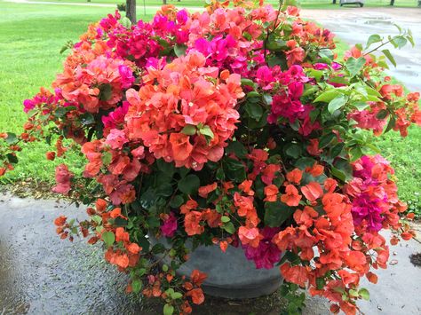 Mixed colors of bougainvillea Bougainvillea Planting Ideas, Bonsai Bougenvile, Caribbean Garden, Bougainvillea Colors, Bougainvillea Care, Bougainvillea Bonsai, Purple Flowering Plants, Garden Escape, Florida Landscaping